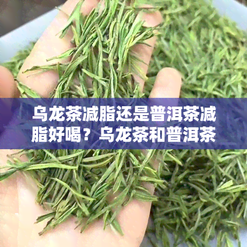 乌龙茶减脂还是普洱茶减脂好喝？乌龙茶和普洱茶哪个减肥效果更好？