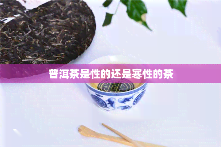 普洱茶是性的还是寒性的茶