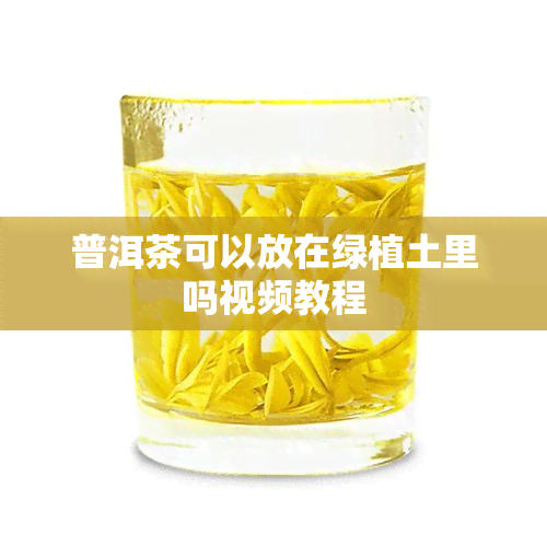 普洱茶可以放在绿植土里吗视频教程