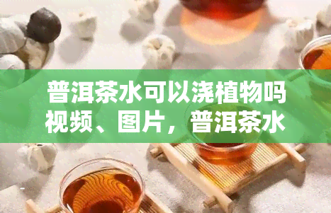 普洱茶水可以浇植物吗视频、图片，普洱茶水能不能浇花