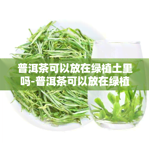 普洱茶可以放在绿植土里吗-普洱茶可以放在绿植土里吗冬天