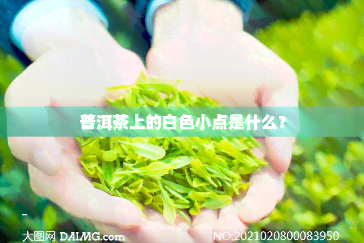 普洱茶上的白色小点是什么？