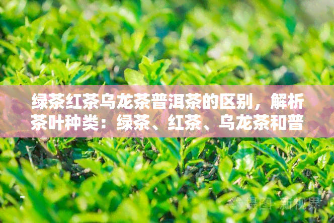 绿茶红茶乌龙茶普洱茶的区别，解析茶叶种类：绿茶、红茶、乌龙茶和普洱茶的区别