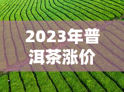 2023年普洱茶涨价多少了，2020年涨价