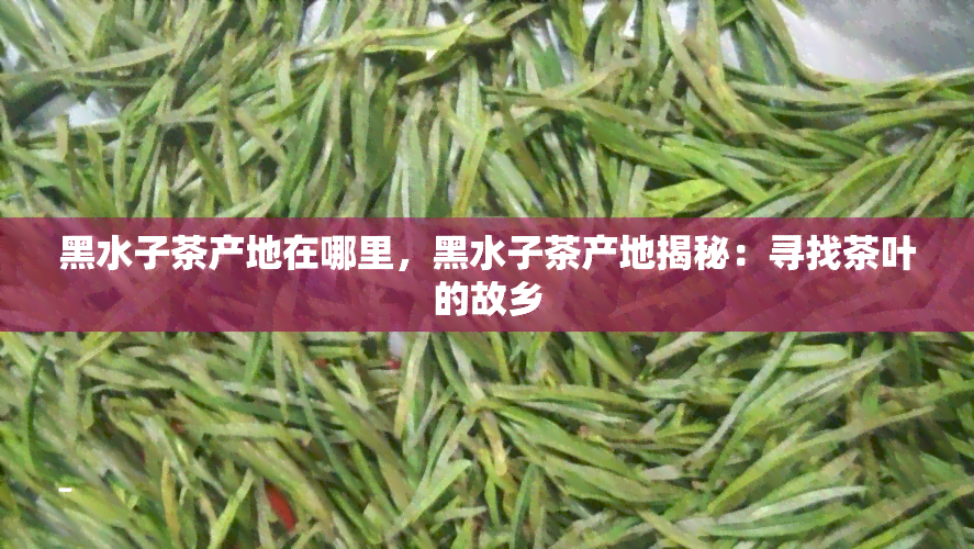 黑水子茶产地在哪里，黑水子茶产地揭秘：寻找茶叶的故乡