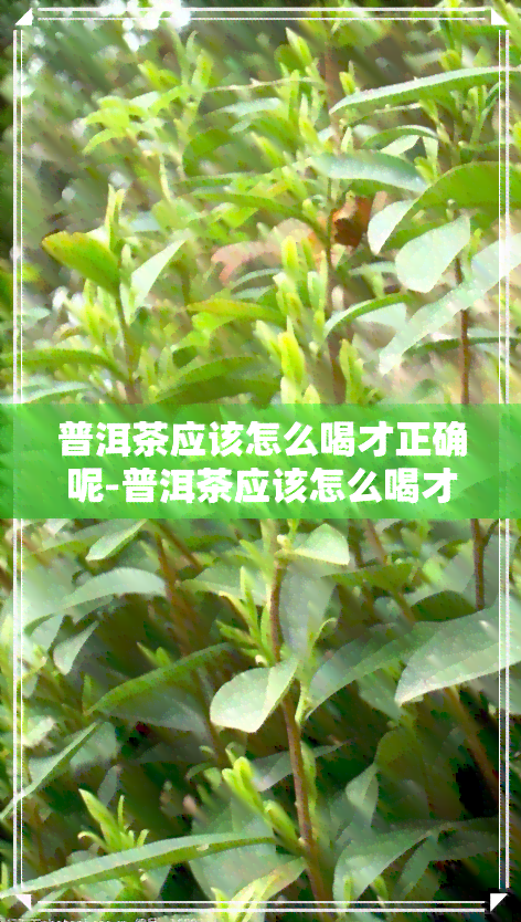 普洱茶应该怎么喝才正确呢-普洱茶应该怎么喝才正确呢视频