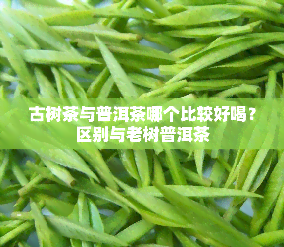 古树茶与普洱茶哪个比较好喝？区别与老树普洱茶