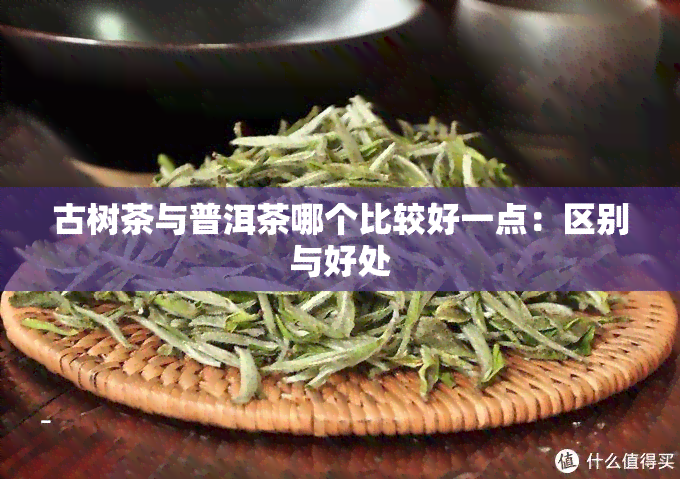 古树茶与普洱茶哪个比较好一点：区别与好处