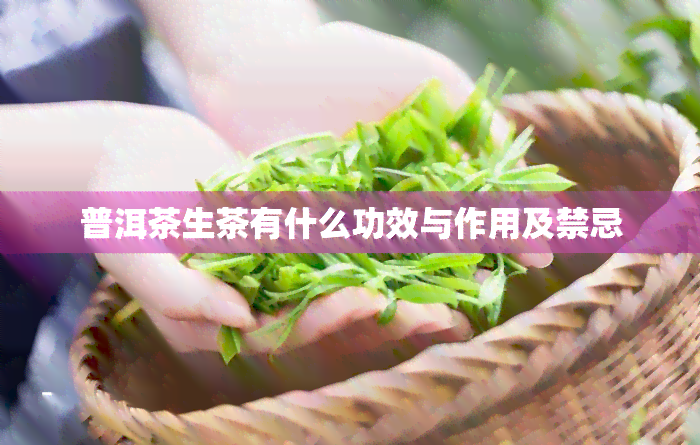 普洱茶生茶有什么功效与作用及禁忌