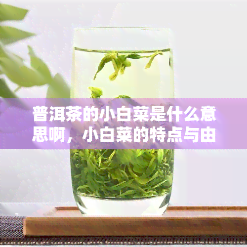 普洱茶的小白菜是什么意思啊，小白菜的特点与由来