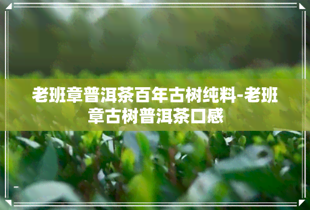 老班章普洱茶百年古树纯料-老班章古树普洱茶口感