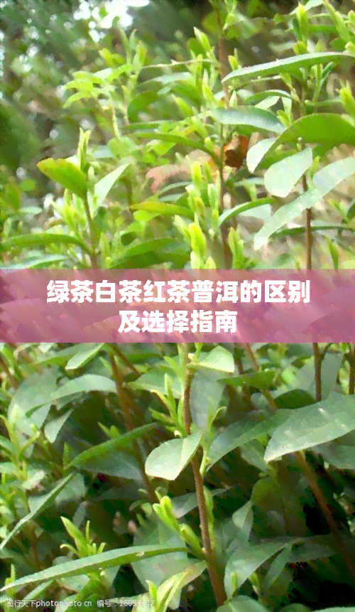 绿茶白茶红茶普洱的区别及选择指南