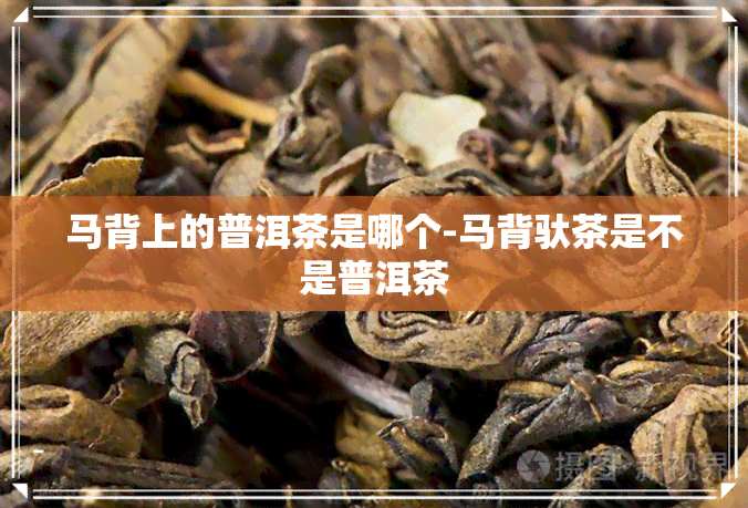 马背上的普洱茶是哪个-马背驮茶是不是普洱茶