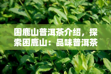 困鹿山普洱茶介绍，探索困鹿山：品味普洱茶的独特魅力