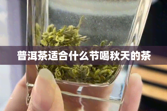 普洱茶适合什么节喝秋天的茶