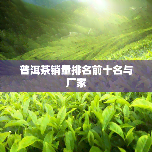 普洱茶销量排名前十名与厂家