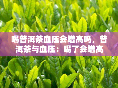 喝普洱茶血压会增高吗，普洱茶与血压：喝了会增高吗？