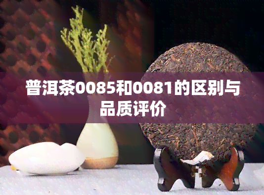 普洱茶0085和0081的区别与品质评价