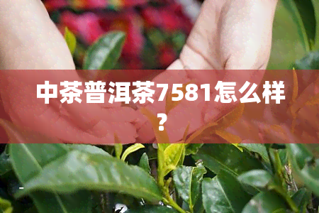 中茶普洱茶7581怎么样？