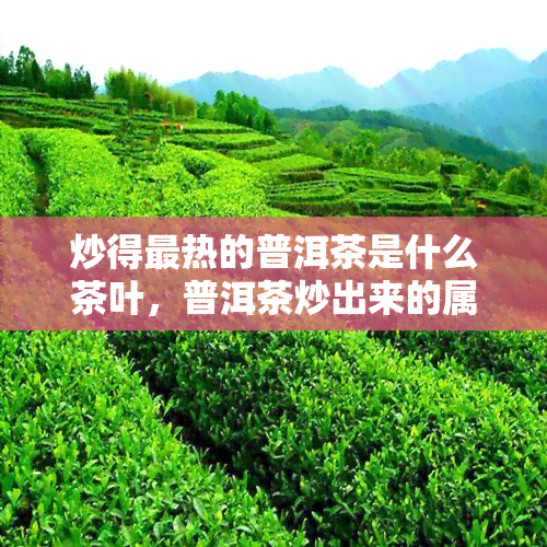 炒得最热的普洱茶是什么茶叶，普洱茶炒出来的属于什么茶