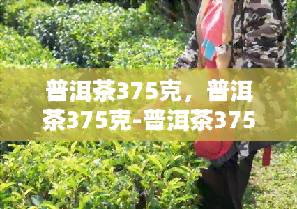 普洱茶375克，普洱茶375克-普洱茶375克多少钱