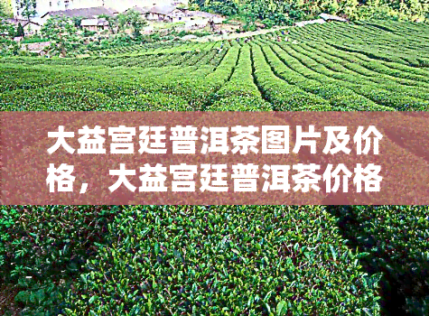 大益宫廷普洱茶图片及价格，大益宫廷普洱茶价格701