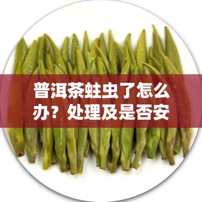 普洱茶蛀虫了怎么办？处理及是否安全？