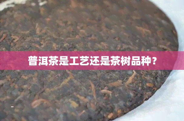 普洱茶是工艺还是茶树品种？