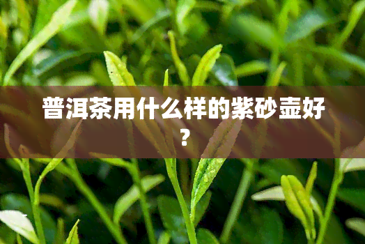 普洱茶用什么样的紫砂壶好？