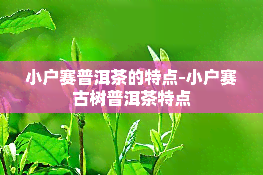 小户赛普洱茶的特点-小户赛古树普洱茶特点