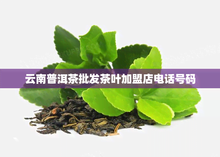 云南普洱茶批发茶叶加盟店电话号码