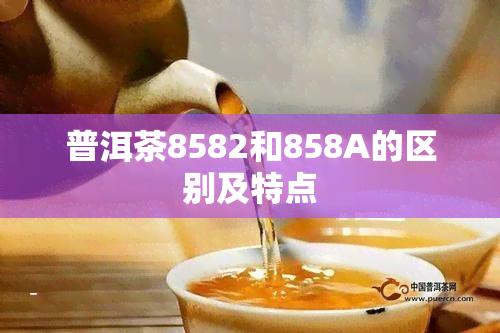 普洱茶8582和858A的区别及特点