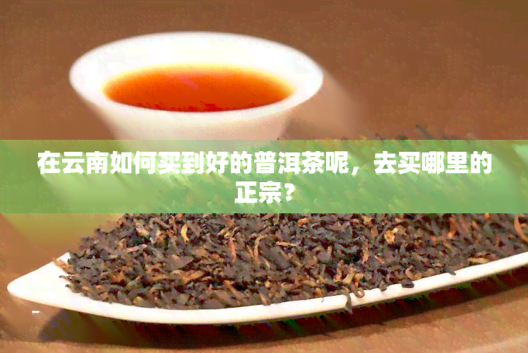 在云南如何买到好的普洱茶呢，去买哪里的正宗？