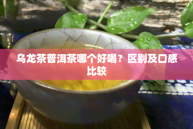 乌龙茶普洱茶哪个好喝？区别及口感比较