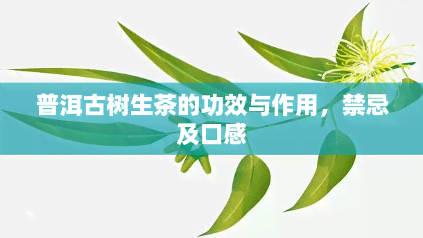 普洱古树生茶的功效与作用，禁忌及口感