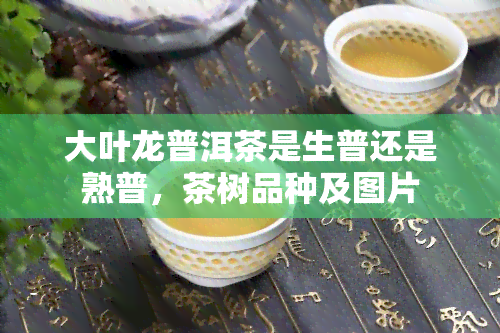 大叶龙普洱茶是生普还是熟普，茶树品种及图片