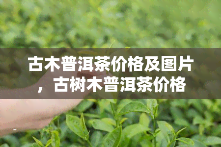 古木普洱茶价格及图片，古树木普洱茶价格