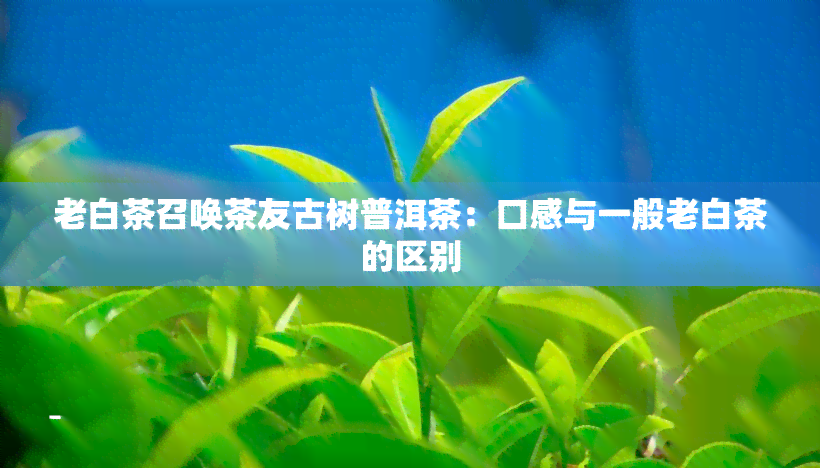 老白茶召唤茶友古树普洱茶：口感与一般老白茶的区别