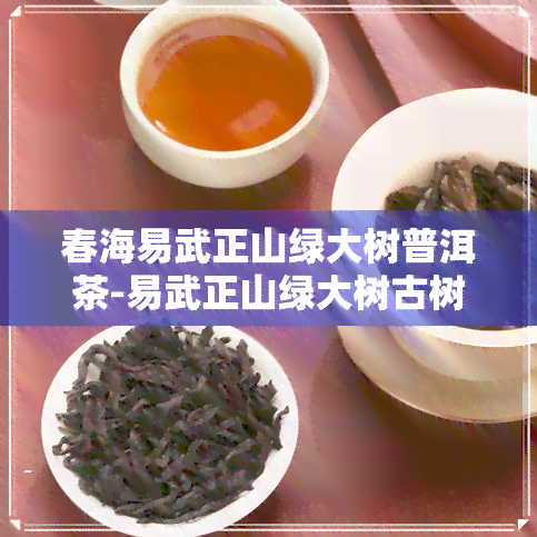 春海易武正山绿大树普洱茶-易武正山绿大树古树茶