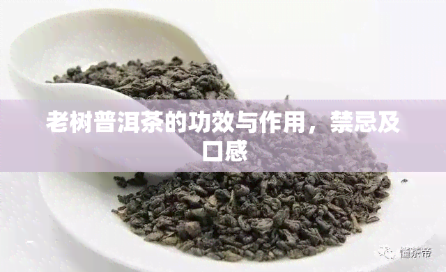 老树普洱茶的功效与作用，禁忌及口感