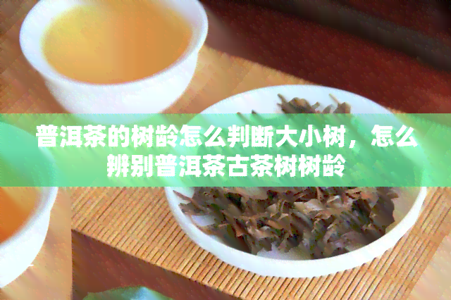 普洱茶的树龄怎么判断大小树，怎么辨别普洱茶古茶树树龄