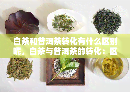 白茶和普洱茶转化有什么区别呢，白茶与普洱茶的转化：区别在哪里？