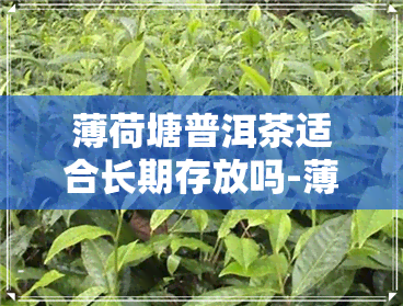 薄荷塘普洱茶适合长期存放吗-薄荷塘普洱茶适合长期存放吗知乎