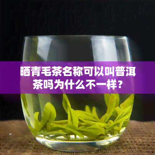 晒青毛茶名称可以叫普洱茶吗为什么不一样？