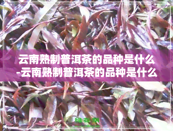 云南熟制普洱茶的品种是什么-云南熟制普洱茶的品种是什么意思