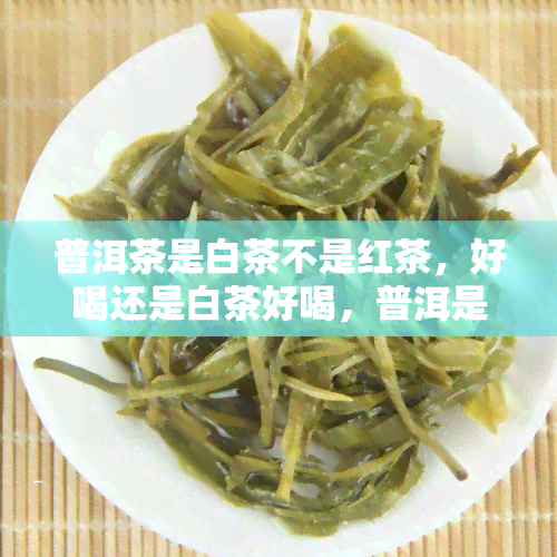 普洱茶是白茶不是红茶，好喝还是白茶好喝，普洱是白茶还是绿茶，普洱白茶属于什么茶，普洱白茶属于生茶还是熟茶