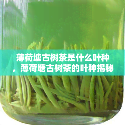 薄荷塘古树茶是什么叶种，薄荷塘古树茶的叶种揭秘：探寻品质的秘密