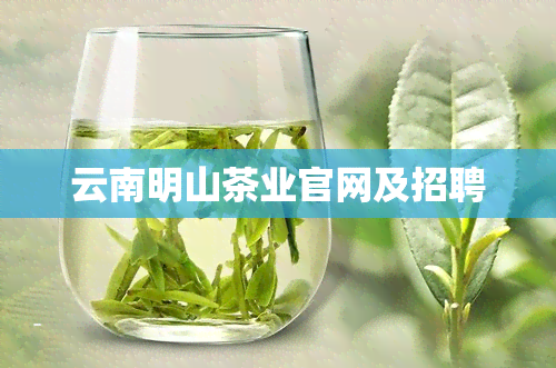 云南明山茶业官网及招聘