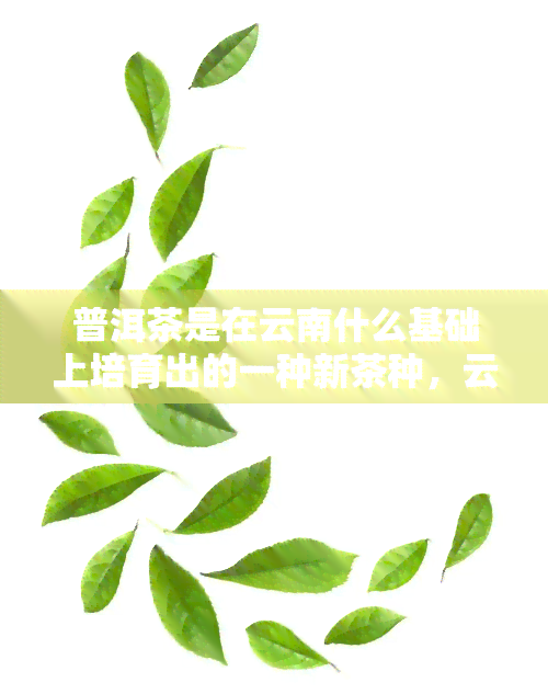 普洱茶是在云南什么基础上培育出的一种新茶种，云南基因催生的普洱茶新生