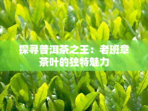 探寻普洱茶之王：老班章茶叶的独特魅力